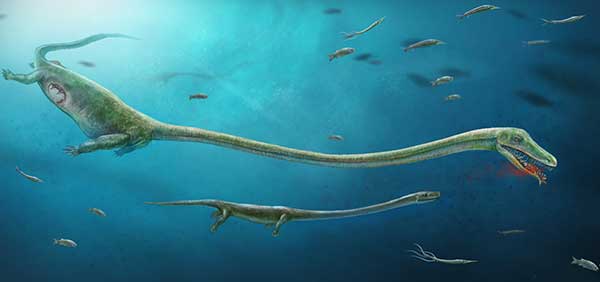 Fossil offers clues to live births