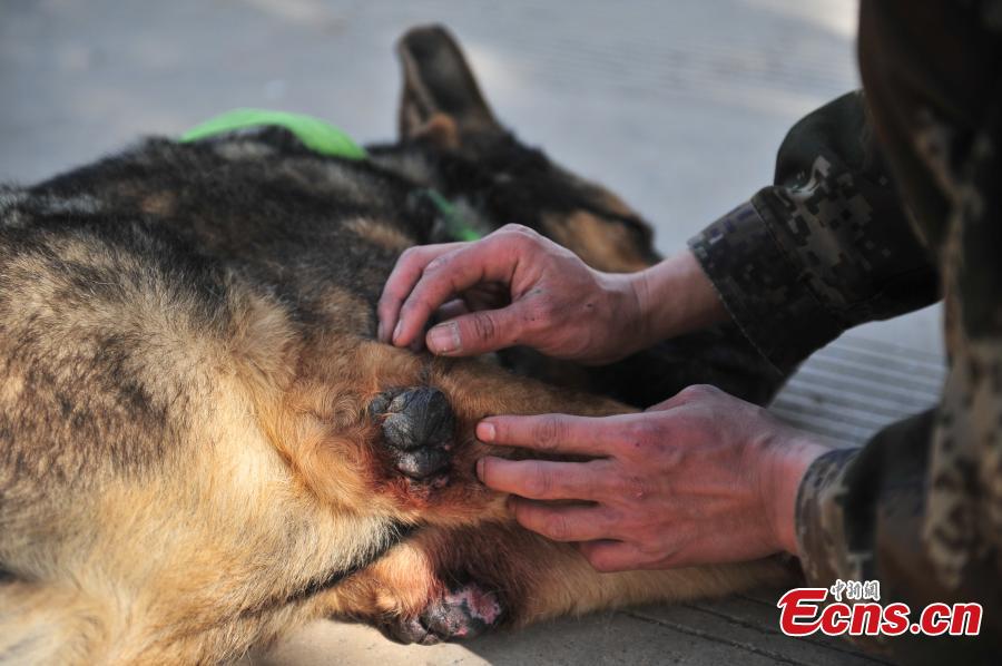 Police dog, who served in 100 missions, in old age