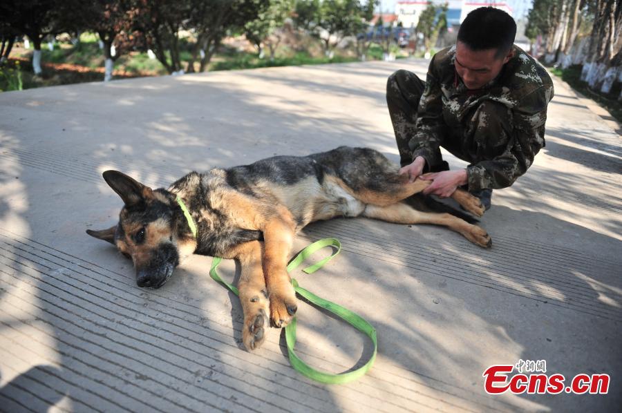 Police dog, who served in 100 missions, in old age