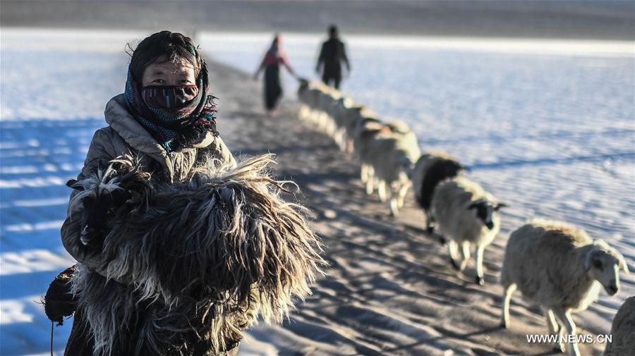 Annual migration of herds of sheep across world's highest lakes
