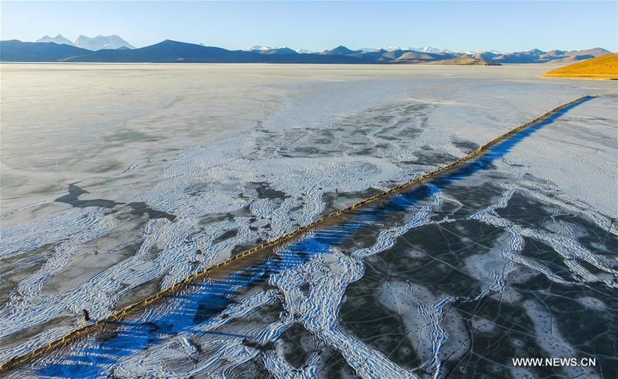 Annual migration of herds of sheep across world's highest lakes