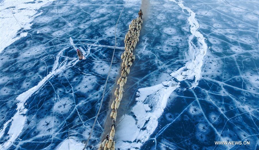 Annual migration of herds of sheep across world's highest lakes