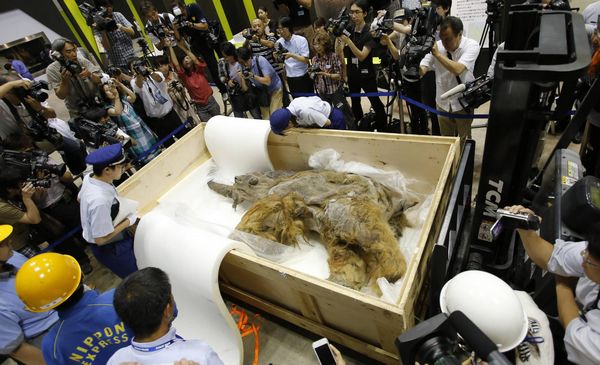 Long way to go before mammoths live and breathe again, Chinese scientist says