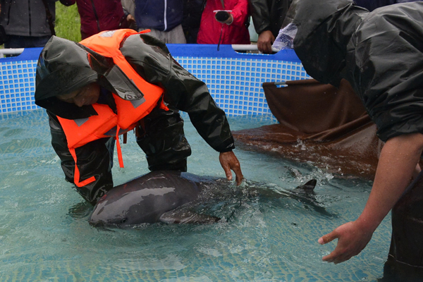 Eco-agencies hope changes will save the Yangtze finless porpoise