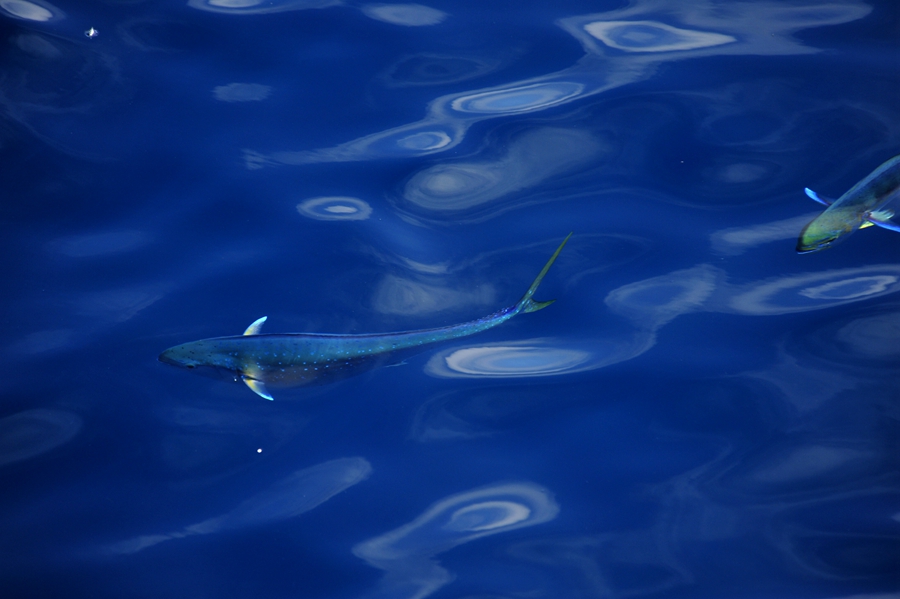 Beautiful dolphinfish in South China Sea