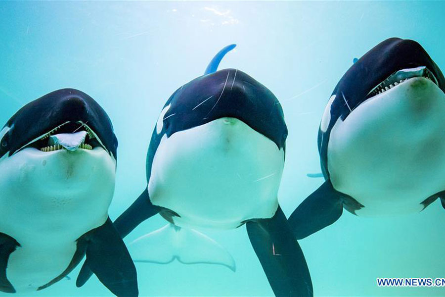 China's first killer whale breeding base put into operation