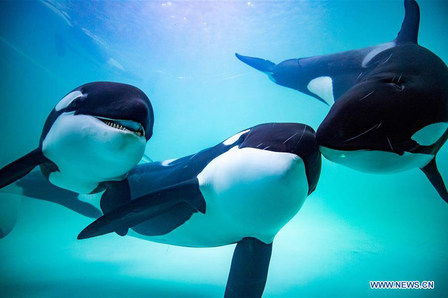 China's first killer whale breeding base put into operation