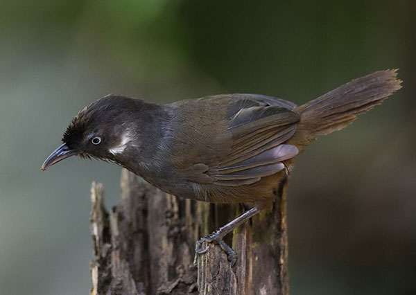 Watchers from home, abroad flock to spot new bird species