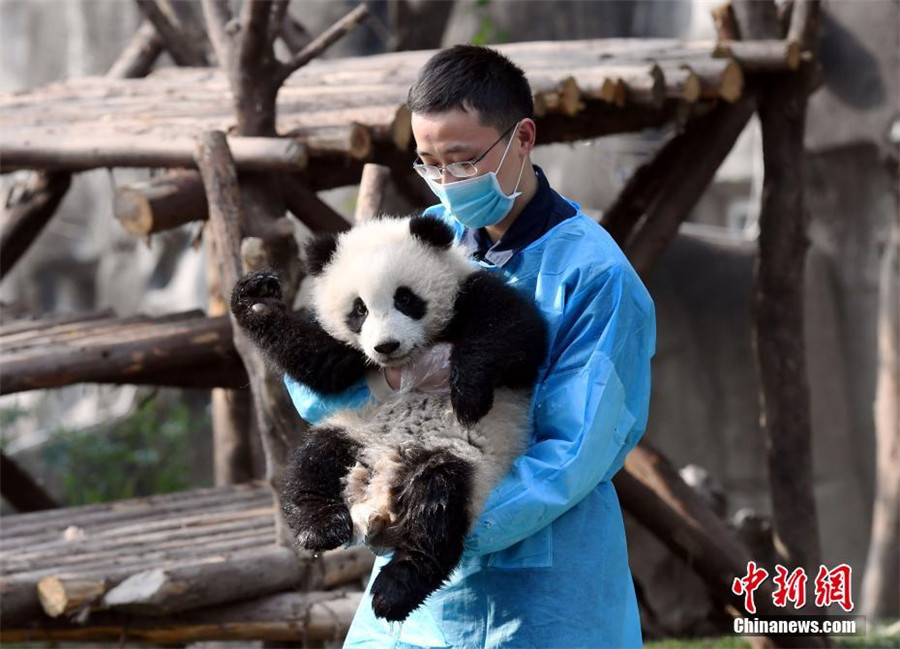 Panda cub dubbed 'the most needy' after video goes viral