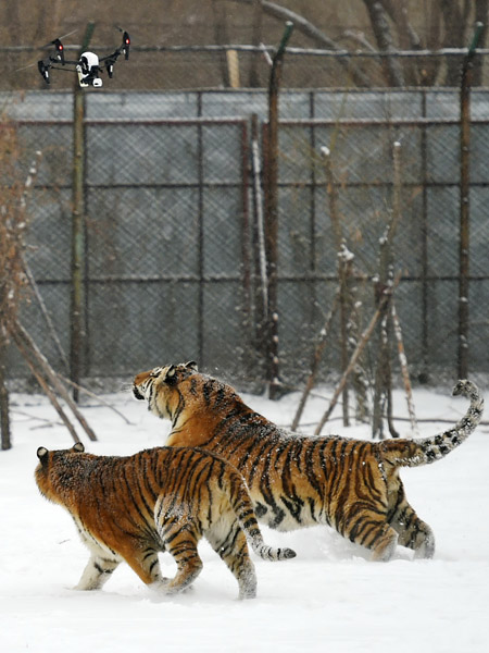 Tigers placed on post-winter diet