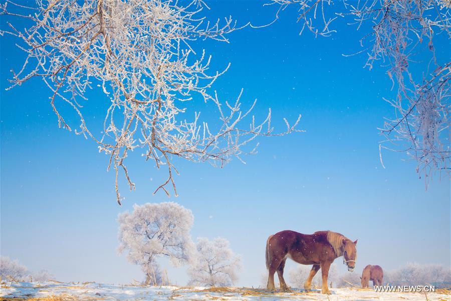 Rime scenery seen in NE China's Jilin