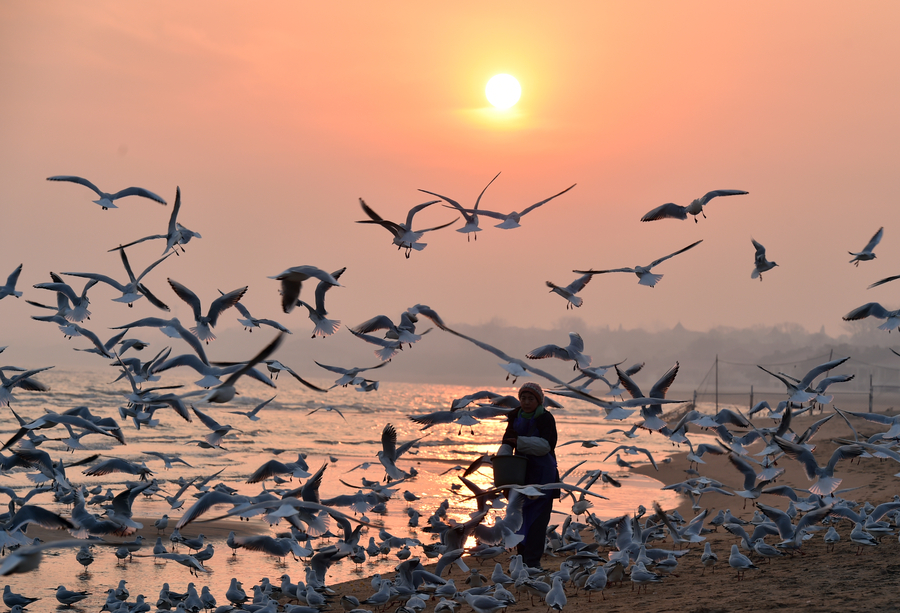 'Seagull mother' feeds thousands of birds at own expense