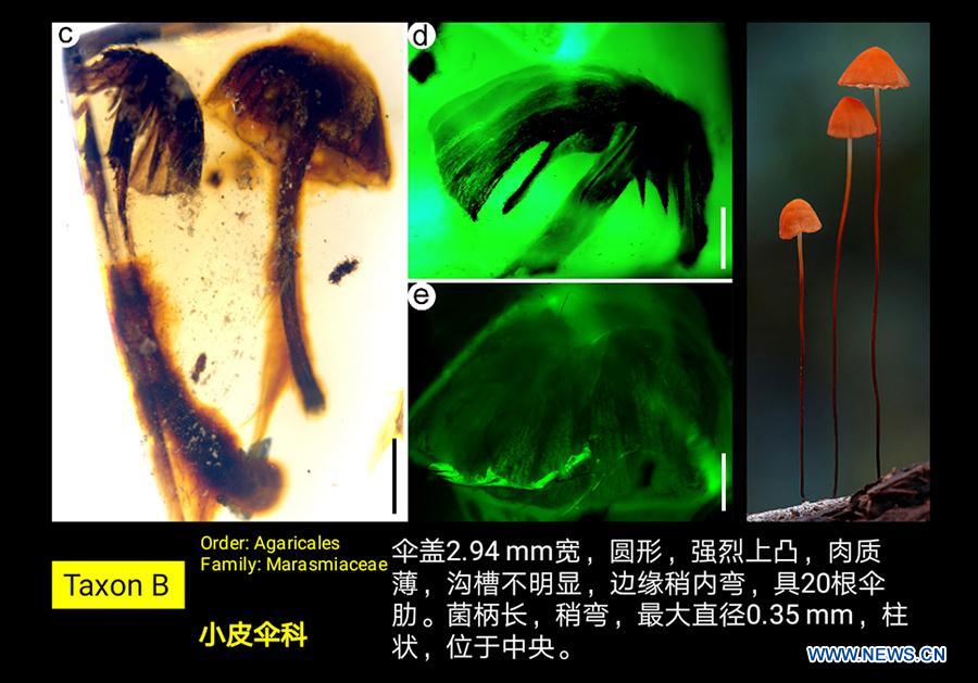 Scientists find earliest intact mushroom fossils