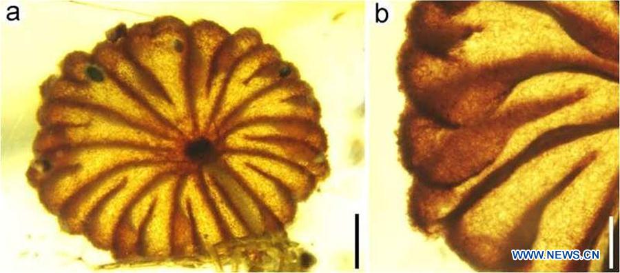 Scientists find earliest intact mushroom fossils