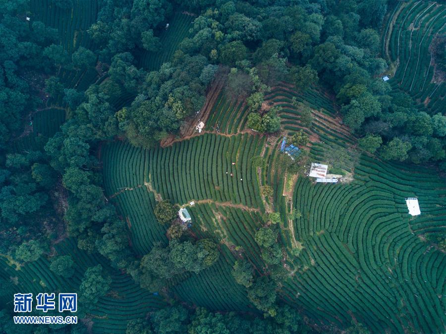 From plucking to brewing, journey of tea leaves