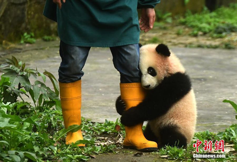 Celebrations mark naming ceremony of three panda cubs