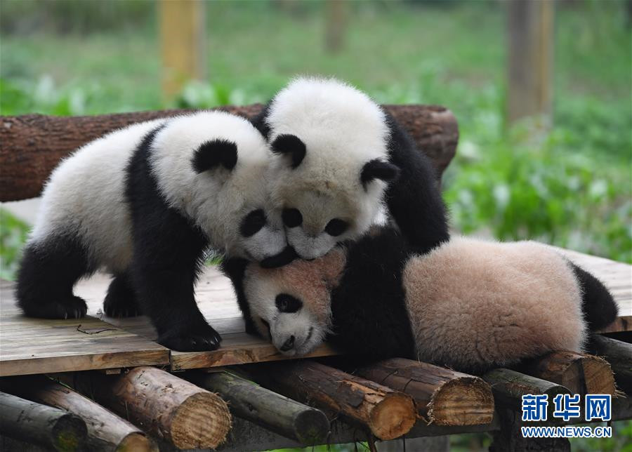 Celebrations mark naming ceremony of three panda cubs