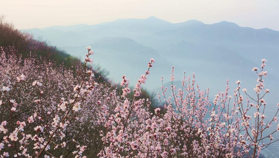 Beijing in bloom: A sea of flowers in spring