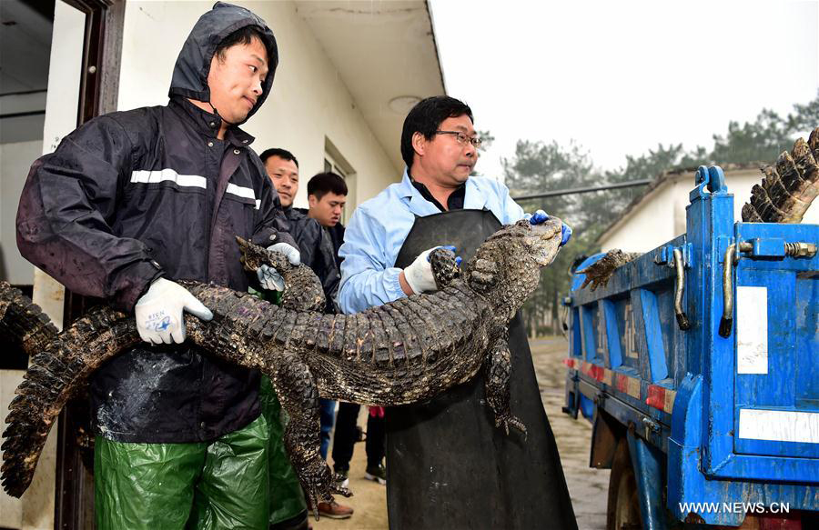 Over 13,000 alligators move out of hothouses