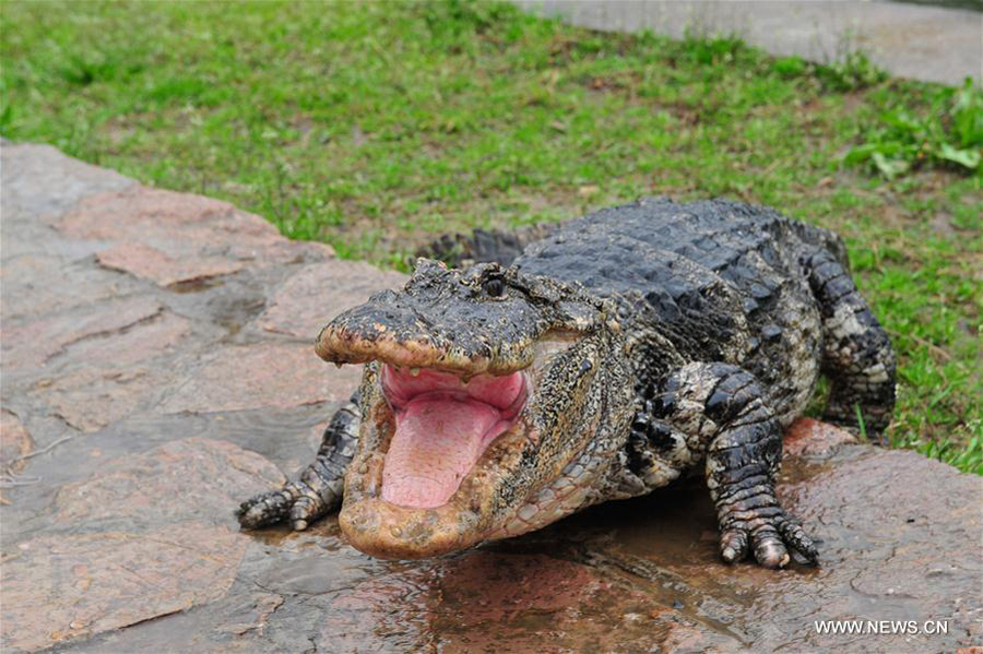 Over 13,000 alligators move out of hothouses