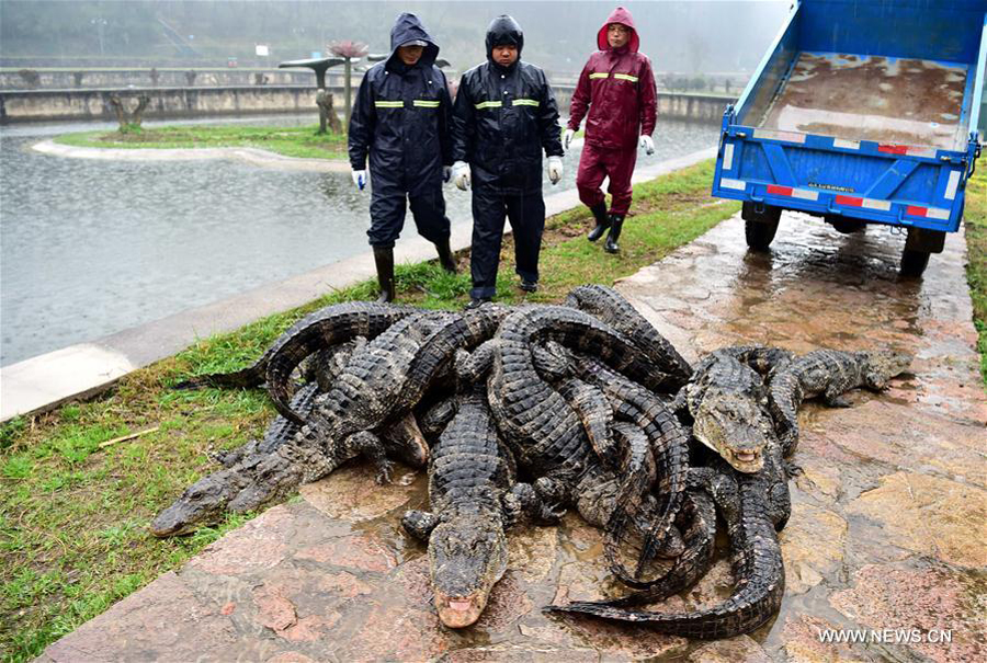 Over 13,000 alligators move out of hothouses