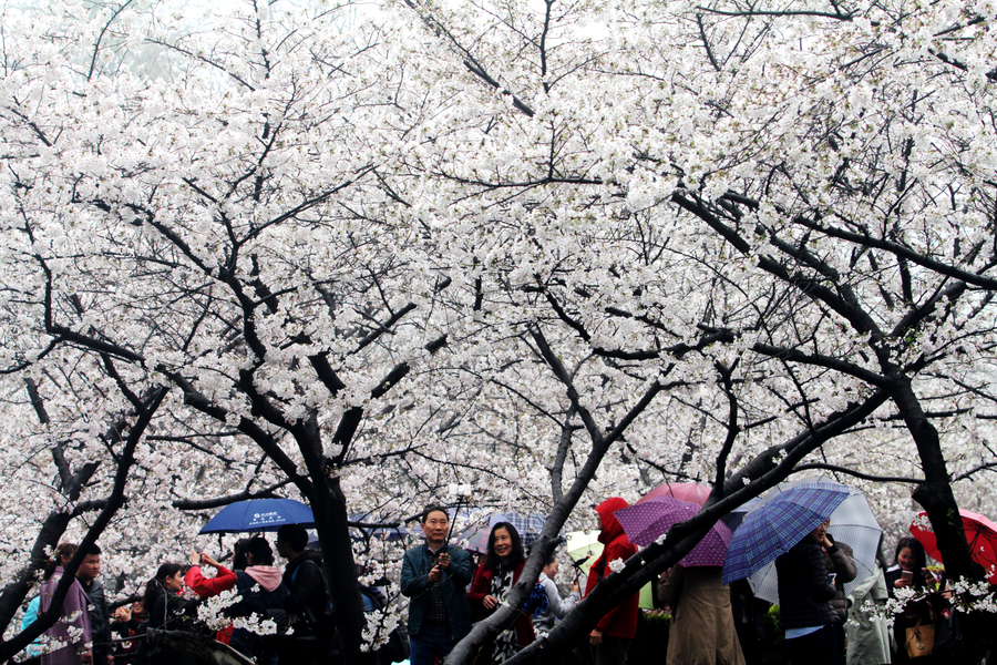 Visitors flock to cherry blossoms at Wuhan University