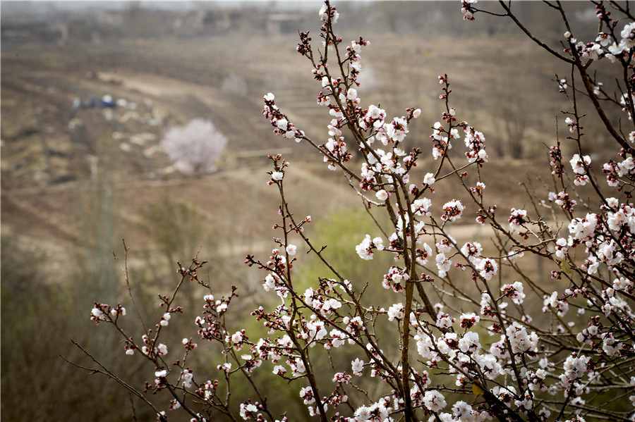 Apricot blossoms, cole flowers in full bloom