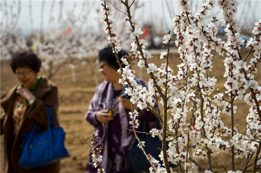 Apricot blossoms, cole flowers in full bloom