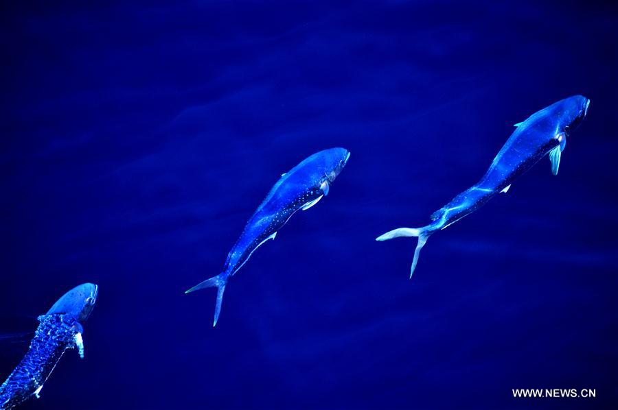 Dolphinfishes photographed in IODP expedition to South China Sea