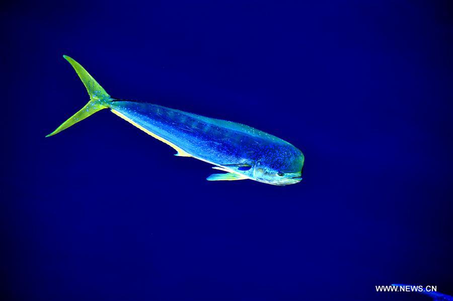 Dolphinfishes photographed in IODP expedition to South China Sea