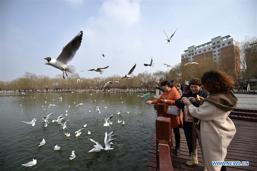 Tourists view black-headed gulls by Yange Lake