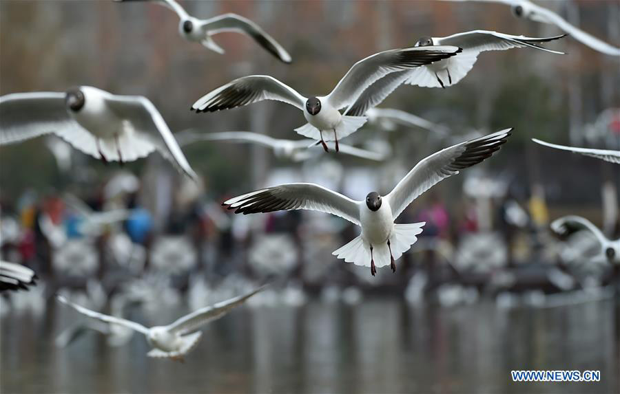 Tourists view black-headed gulls by Yange Lake