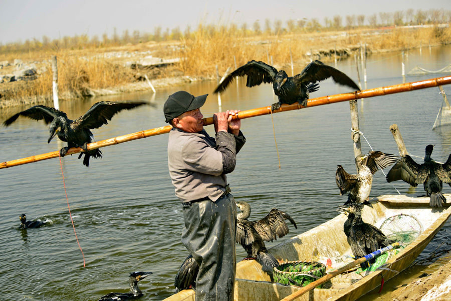 Making a living with fine-feathered friends