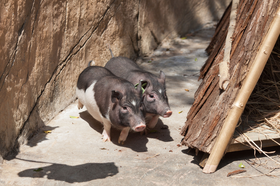 Cloned pig makes debut in Shenzhen wildlife park