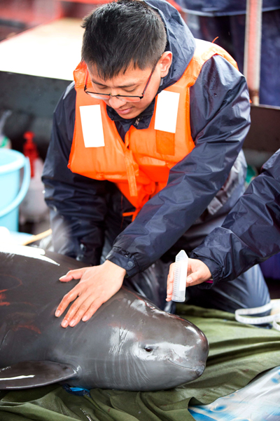 Relocating endangered porpoises