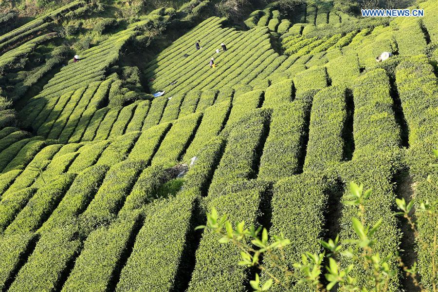 Farmers across China harvest tea leaves before Qingming Festival