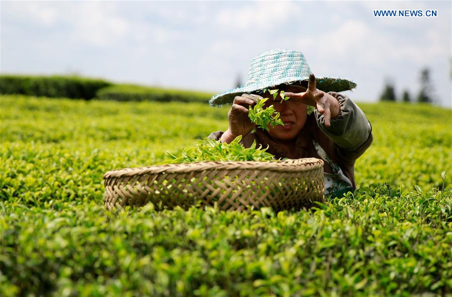 Farmers across China harvest tea leaves before Qingming Festival