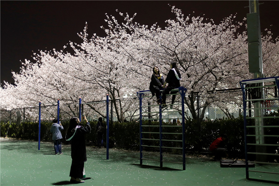 Cherry blossoms turn Tongji University must-see site