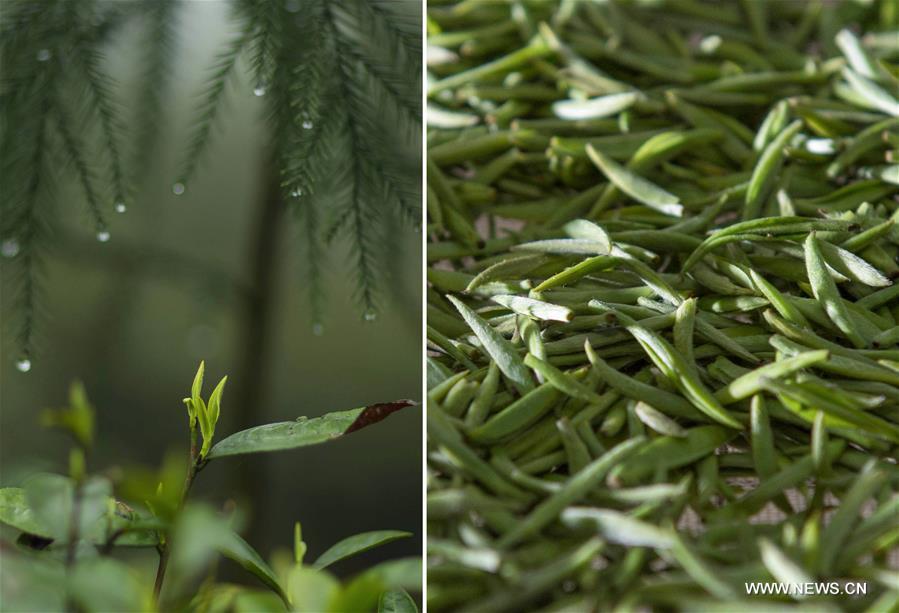 Organic tea gardens developed on Emei mountain in SW China