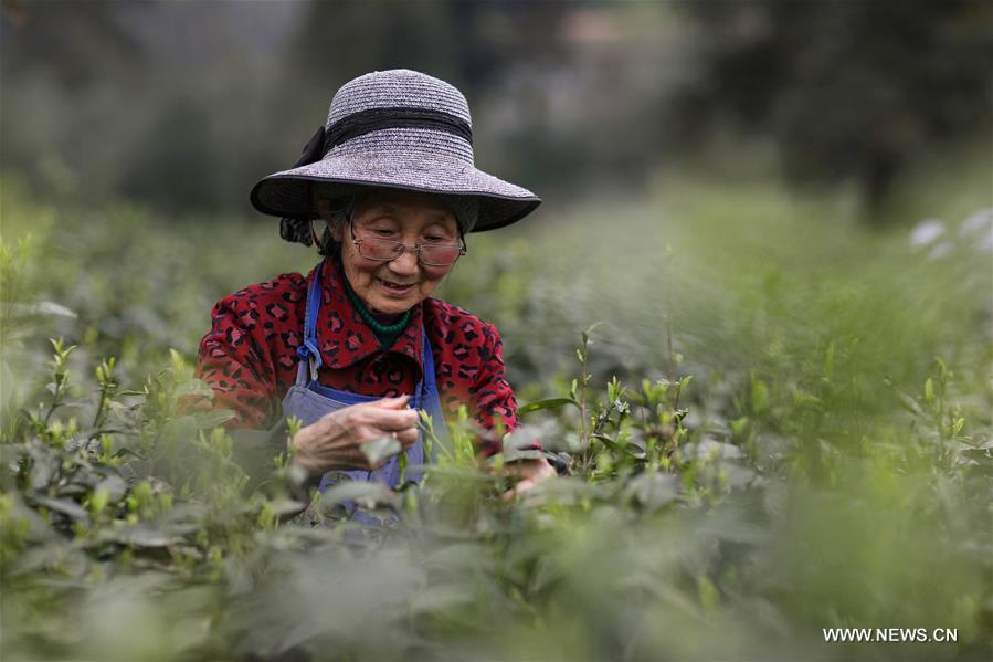 Organic tea gardens developed on Emei mountain in SW China