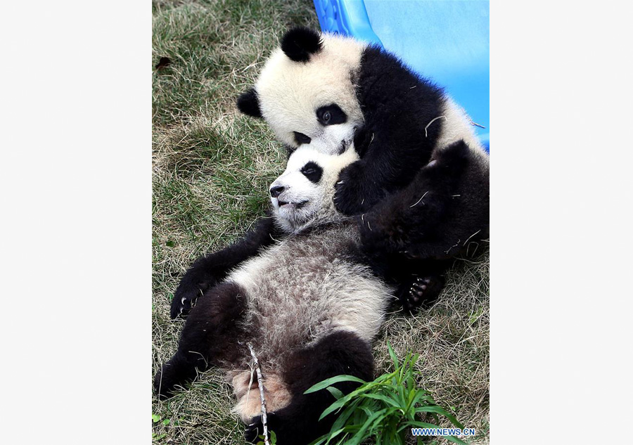 Pigeon pair giant panda cubs named 'Ban Ban', 'Yue Yue'