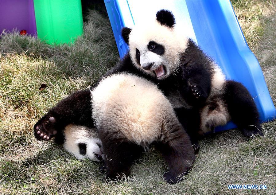 Pigeon pair giant panda cubs named 'Ban Ban', 'Yue Yue'