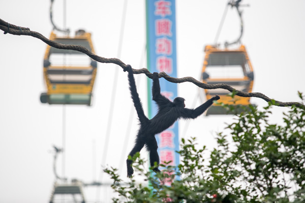 Safari park cable car opens in Guangzhou