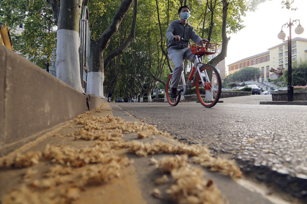 Beloved trees have messy habit