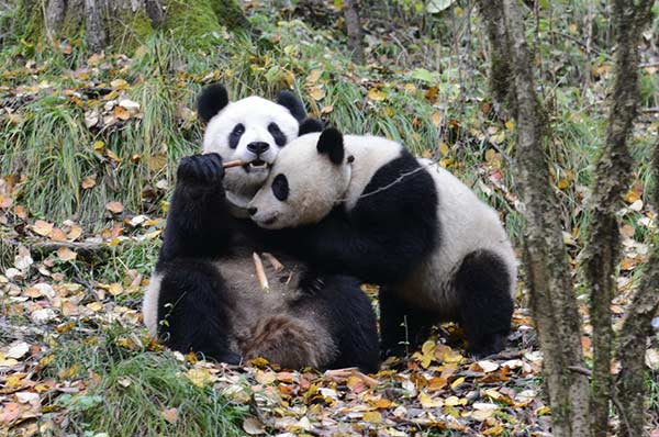 Saving pandas still a task