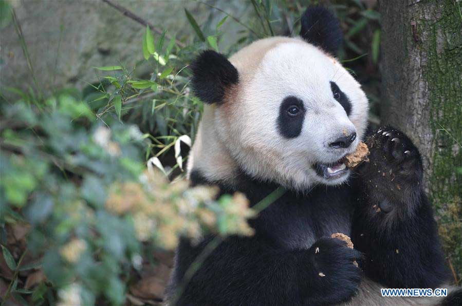 China to send two giant pandas to Denmark