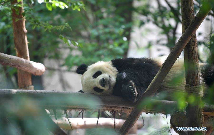 China to send two giant pandas to Denmark