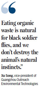 Flies gobble up organic waste