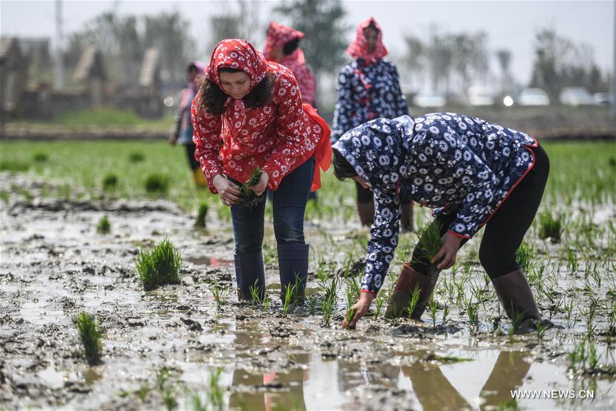 Foreign students experience transplanting rice seedlings in NE China