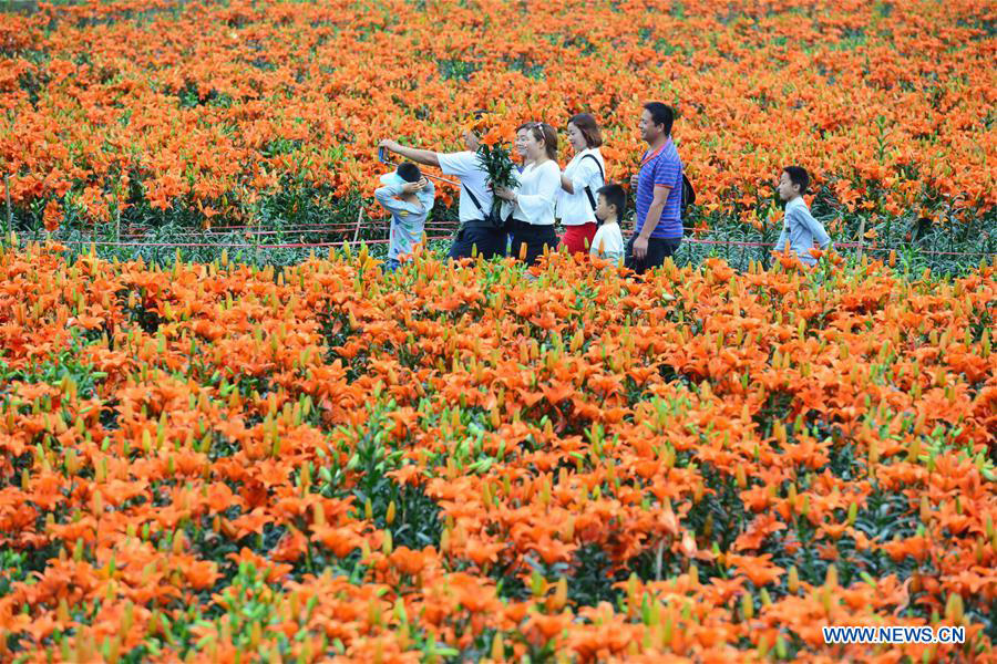 Tourists visit lily garden in SW China's Guizhou